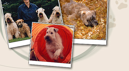 Heirloom Wheatens