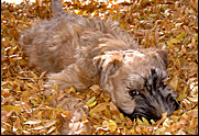 Heirloom Wheatens Centennial Colorado